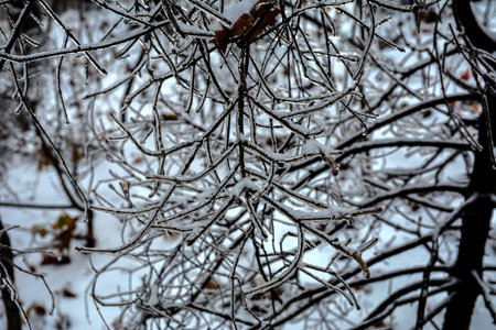 Long icicles hanging from ice covered frozen cedar tree branch in winter, closeup.の写真素材