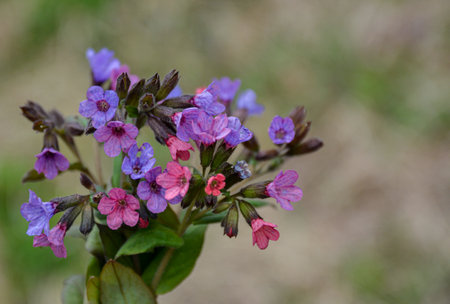 Flowering lungwort - spotted dog - soldiers-and-sailors - medicinal plant (Pulmonaria officinalis)の写真素材