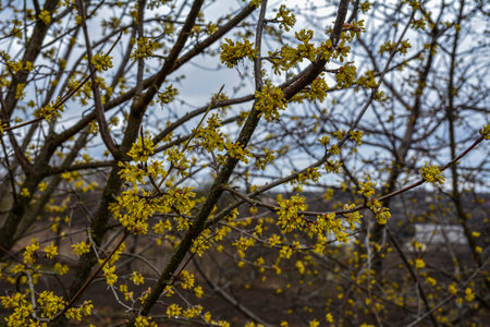 Flowering twigs of dogwood (lat.CÃ³rnus mas) in early spring, yellow inflorescences against the blue sky .Flowering dogwood tree. Beautiful yellow inflorescences on dogwood twig against blue spring skyの写真素材