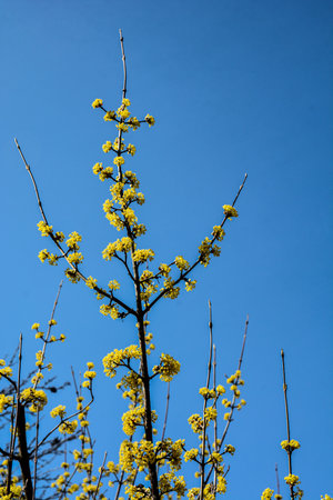 Flowering twigs of dogwood (lat.CÃ³rnus mas) in early spring, yellow inflorescences against the blue sky .Flowering dogwood tree. Beautiful yellow inflorescences on dogwood twig against blue spring skyの写真素材