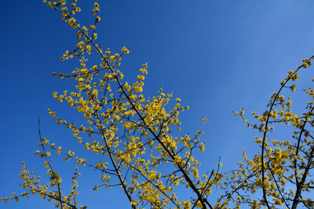 Flowering twigs of dogwood (lat.CÃ³rnus mas) in early spring, yellow inflorescences against the blue sky .Flowering dogwood tree. Beautiful yellow inflorescences on dogwood twig against blue spring skyの写真素材