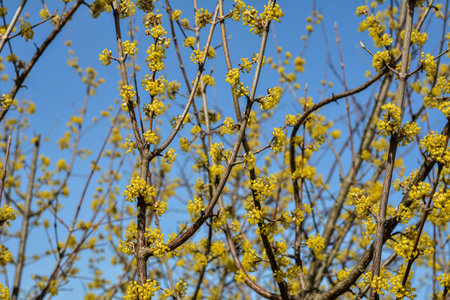Flowering twigs of dogwood (lat.CÃ³rnus mas) in early spring, yellow inflorescences against the blue sky .Flowering dogwood tree. Beautiful yellow inflorescences on dogwood twig against blue spring skyの写真素材