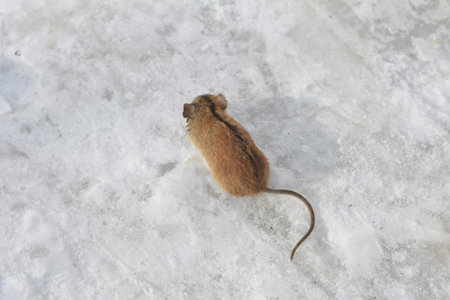 A gray dead rat with a long tail in winter on the snow. Dead rat is lying on the snow belly up .A gray dead rat with a long tail in winter on the snow.の写真素材