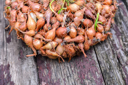 onions ready for planting seeds. concept agriculturally. Close-up view of gardener holding small onions from a bin for plantingの写真素材