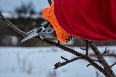 Pruning trees and shrubs .pruning branches with pruning shears. Human hands in gardening gloves hold pruner, gardener cuts dry branches without leaves.の写真素材