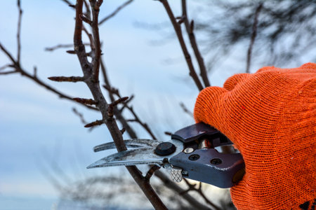 Pruning trees and shrubs .pruning branches with pruning shears. Human hands in gardening gloves hold pruner, gardener cuts dry branches without leaves.の写真素材