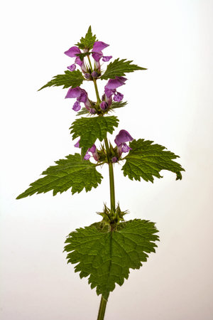 Purple dead nettle (Lamium purpureum) isolated on white background. Medical and invasive plant.の写真素材