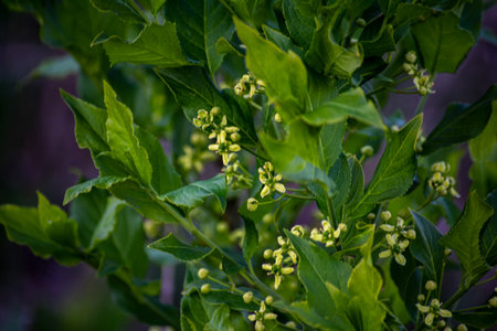 Euonymus alatus: a branch of birch bark blooms in the garden in summer.Small flower on European or Common Spindle Tree, Euonymus Europaeus, macro, selective focus.の写真素材