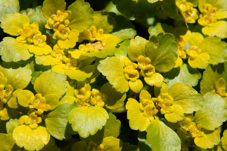 Alternate-leaved golden saxifrage -Chrysosplenium alternifolium.Flowers of alternate-leaved...