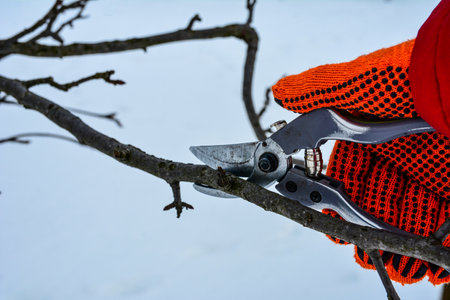 Seasonal pruning trees with pruning shears. Pruning of trees with secateurs in the garden.の写真素材