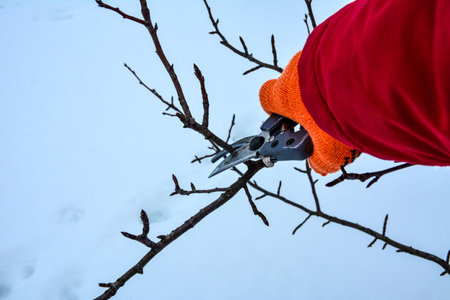 Seasonal pruning trees with pruning shears. Pruning of trees with secateurs in the garden.の写真素材