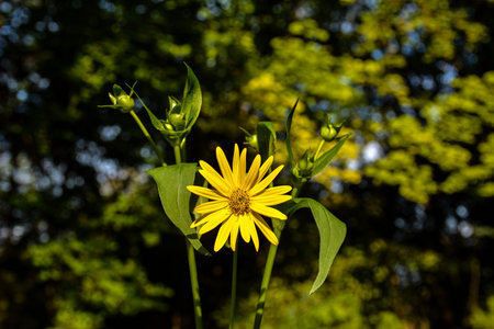 Silphium perfoliatum cup plant yellow flowers with green leaves .Blossom of a cup plant in a field .Bee on a yellow silphium flowerの写真素材