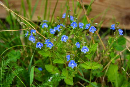 Spring flowering Veronica chamaedrys. Blasted woodpecker in a meadow, Veronica chamaedrys.の写真素材
