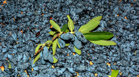 Fresh honeysuckle berries background.Full background with ripe and juicy honeysuckle berries.honeysuckle berries and two green leaves, the general background is a lot of honeysuckle berries.の写真素材
