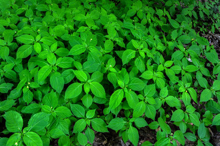 Small-flower touch-me-not perennial plant(Impatiens parviflora) closeup.Impatiens parviflora - Non-flowering plant green leaf without bloom.の写真素材