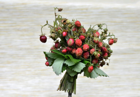 Bouquet of wild strawberry.Sweet and healthy red wild berry.Close up view on the wild strawberries bouquet. Summer wild forest berries.Taste of summer.の写真素材