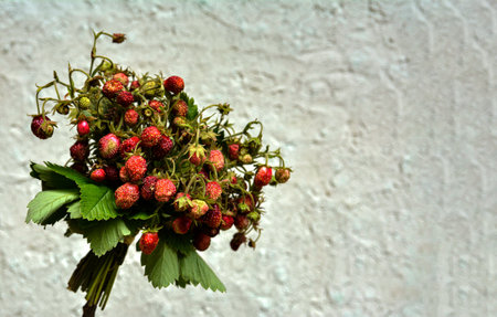 Bouquet of wild strawberry.Sweet and healthy red wild berry.Close up view on the wild strawberries...