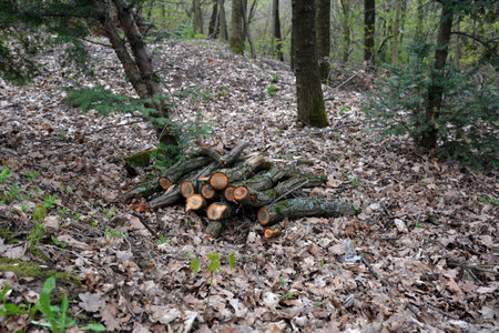 Preparation of firewood for the winter. Stacks of firewood in the forest. firewood background. Sawed...