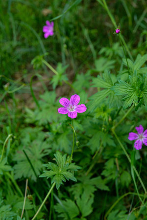Geranium palustre flower in meadow, macro.Heads of pink flowers with blue stamens on a bright green...