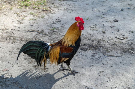op view of a red dwarf rooster in the farm. A bright red-orange rooster with a glossy tail stands on...