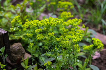 Euphorbia cyparissias, cypress spurge flower macro. Cypress spurge - Euphorbia cyparissias spring...