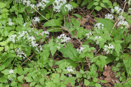 Wild garlic carpet in forest ready to harvest. Ramsons or bear's garlic growing in forest in spring....