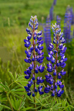 Beautiful landscape with purple blooming lupins ( lupinus ) in summer.Lupinus blue flower in grass.の写真素材