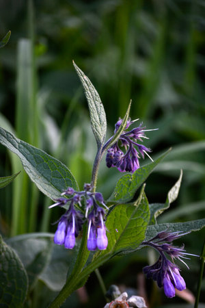In the meadow, the comfrey (Symphytum officinale) is blooming.Blossom of comfrey Common Comfrey, Symphytum officinale, used in organic medicine, macro shot against green background..の写真素材