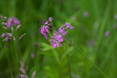Silene flos-cuculi (Lychnis flos-cuculi), commonly called ragged-robin, is a perennial herbaceous plant in the family Caryophyllaceae. Lychnis flos-cuculi flowers close-up.の写真素材
