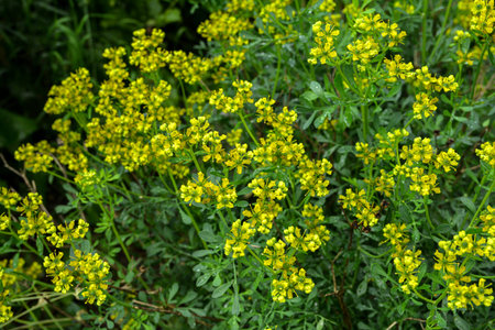 Ruta graveolens, commonly known as the, common rue or herb-of-grace, is a species of Ruta grown as...