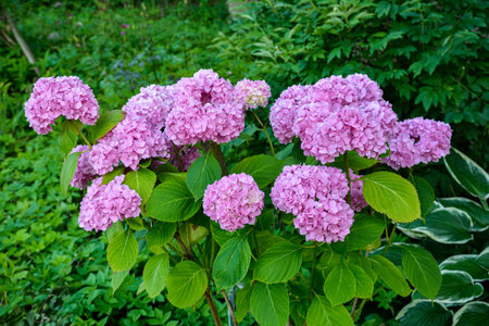 beautiful flowers. beauty in nature. Hydrangea macrophylla - Beautiful bush of hydrangea flowers in...