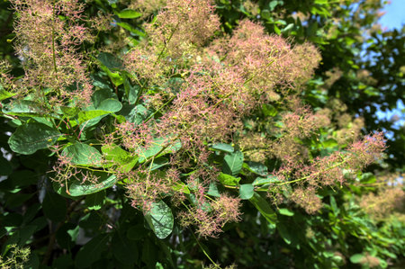 Smoke bush, Cotinus coggygria, is deciduous shrub that's also commonly known as royal purple smoke...