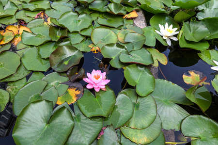 Beautiful pink lotus flower with a green leaf in the pond. A pink lotus water lily blooming on the water, magical spring,summer dreamy background.の写真素材