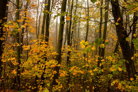 Sunny morning in the autumn forest.Beautiful autumn landscape with. Colorful foliage in the park....