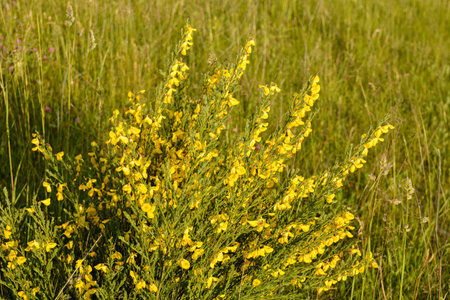 The golden yellow flowers of a broom bush. The Cytisus scoparius or common broom blooms in the spring.の写真素材