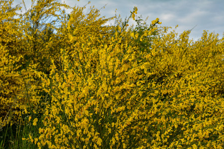 The golden yellow flowers of a broom bush. The Cytisus scoparius or common broom blooms in the spring.の写真素材