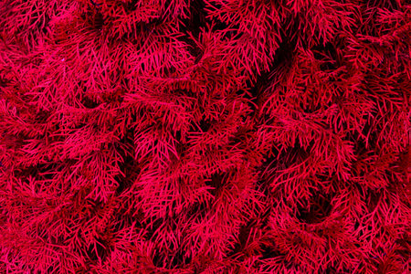 Textured background of red thuja leaves. Artistic design of natural elements.