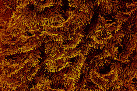 Textured background of brown thuja leaves. Art design of natural elements.