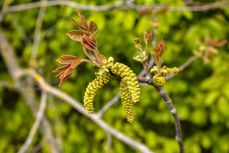 Walnuts young leaves. Walnut tree blooms in spring. Walnut tree leaves and catkins close up. Walnut...