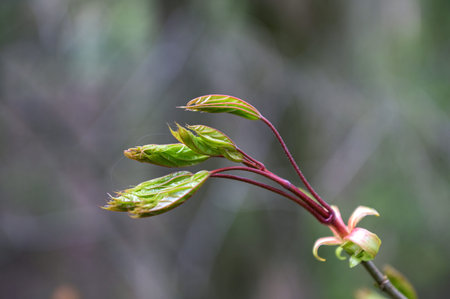Close-up of small maple leaves beginning to open and grow in the sunlight in a city park in...