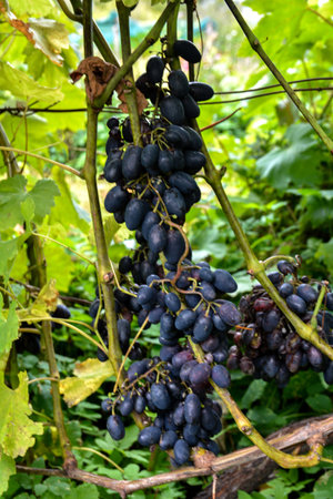 Close-up of ripe grapes ready for harvest.Vineyards autumn harvest. Fresh blue grapes bunch in...