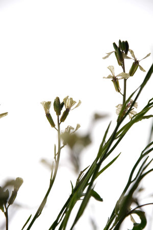 creamy white flowers of rocket eruca vesicularis isolated on a white background.Arugula or Rocket is...