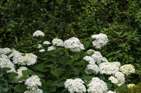 white hydrangea green leaves bush flowers. blooming hydrangea flowers.Blooming white hydrangea...