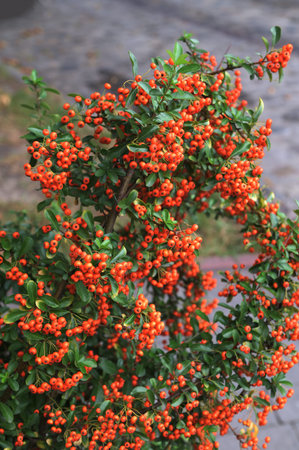Pyracantha coccinea sunny star scarlet firethorn ornamental shrub, bright orange group of fruits...