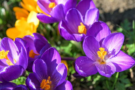 Beautiful crocuses in spring time.Beautiful spring crocuses in the garden. Flowering of bulbous...