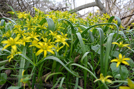 Gagea minima flowers and grass outdoors spring day.Gagea minima is a Eurasian species of plants in...