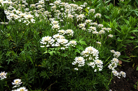 Iberis sempervirens evergreen candytuft perenial flowers in bloom, group of white springtime flowering rock plants, seasonal backgroundの写真素材