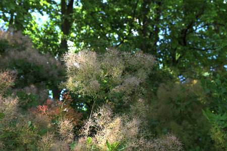 Blooming royal purple smoke tree.natural flower background. flowering branches of Cotinus coggygria...