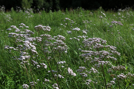 valeriana officinalis valerian blossoming herb.Valerian, Valeriana officinalis, is a wild plant with...