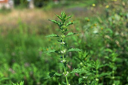 Flowers of a gypsywort plant (Lycopus europaeus).Lycopus europaeus (gypsywort, gipsywort, bugleweed,...